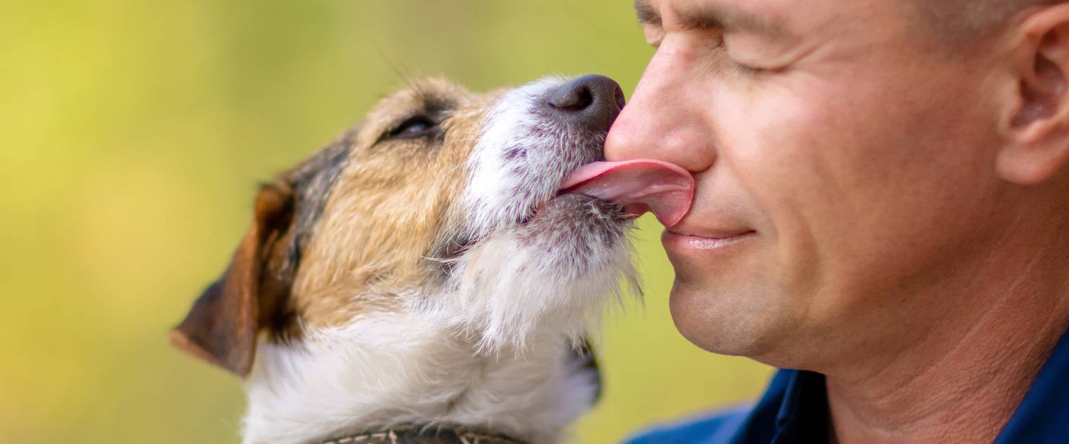 Dog Licking Behaviors Why Do Dogs Lick People 