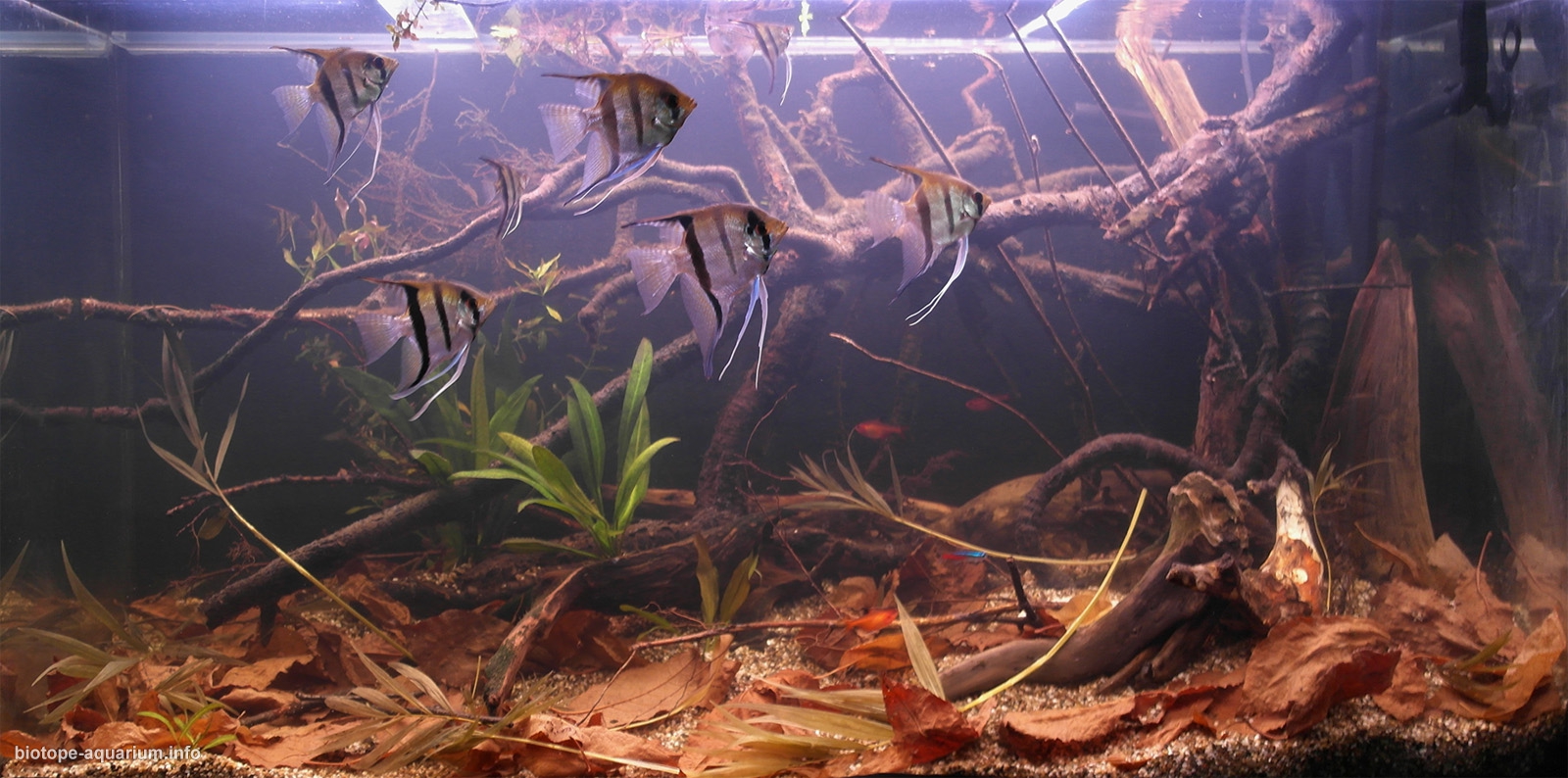 biotope-aquarium