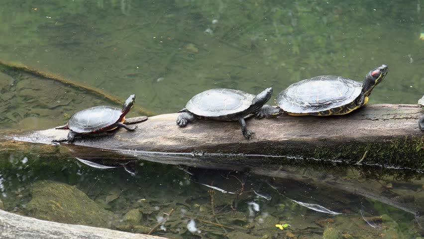 water-turtles