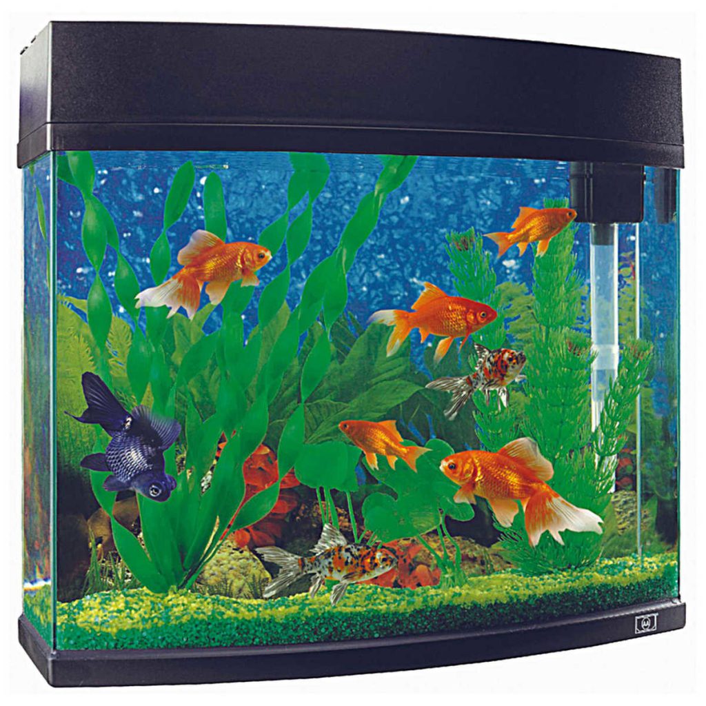 Cheap-Fish-Tank