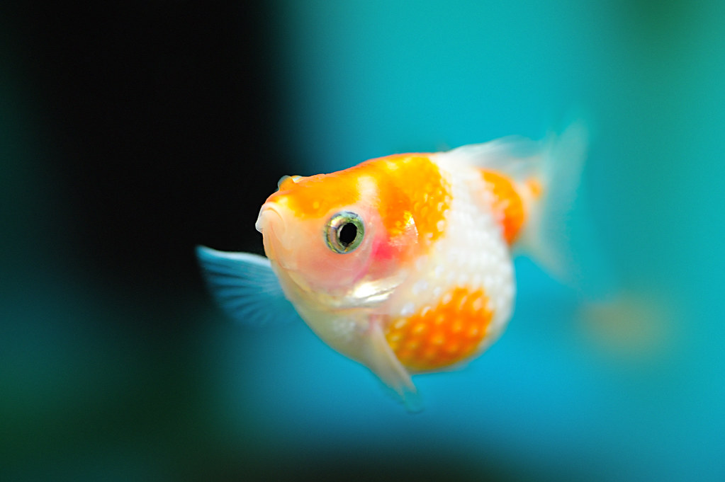 pearlscale-goldfish