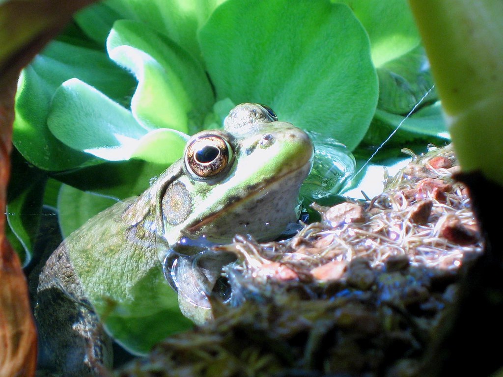 pond-dweller