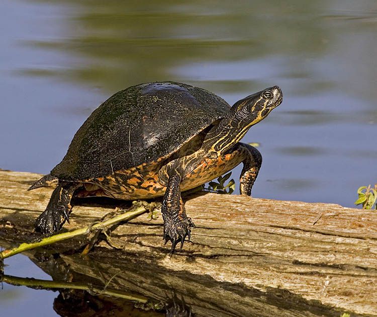 water-turtles