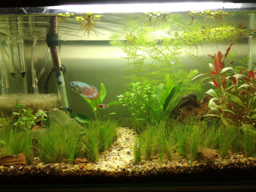 Planted Aquarium Best How to Set up a Planted Aquarium