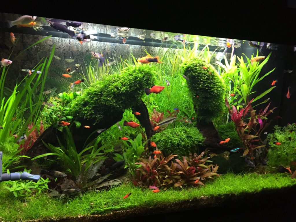 planted-aquarium