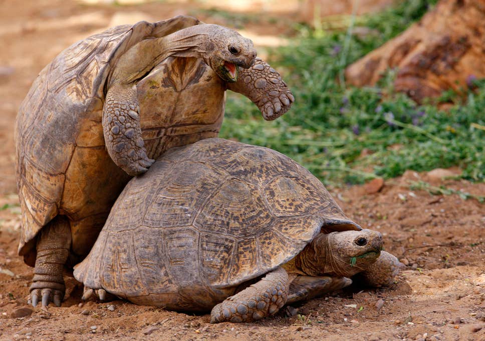 tortoise-breeding