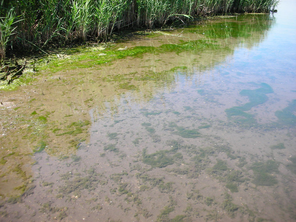 blue-green-algae