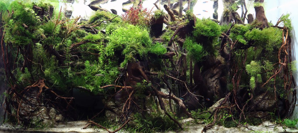 rock-in-aquascaping