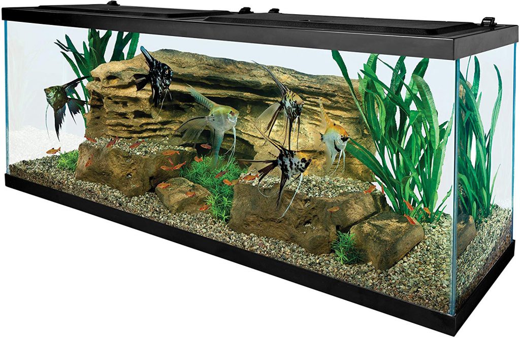 fish-tank