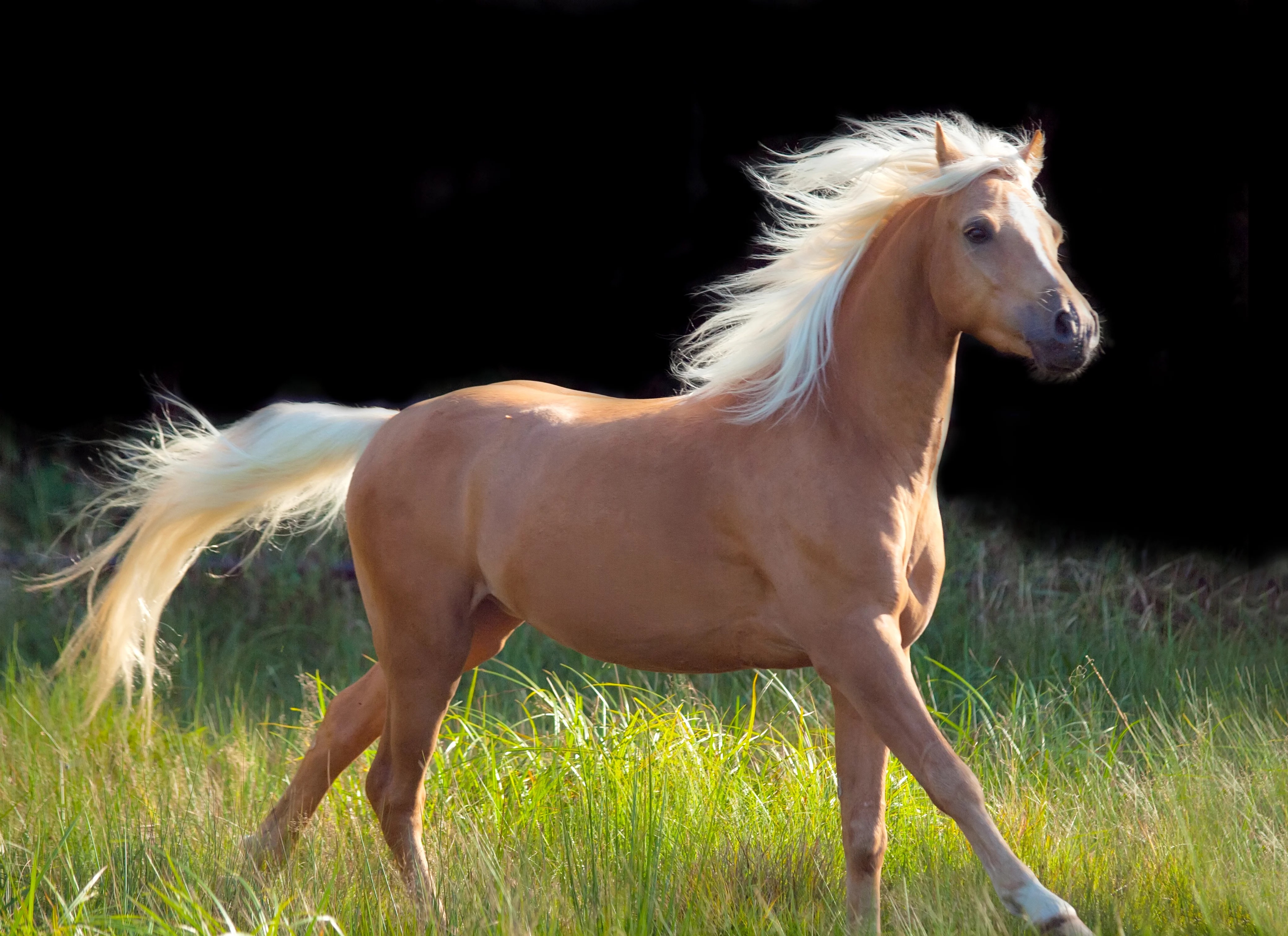 palomino-horse-origin