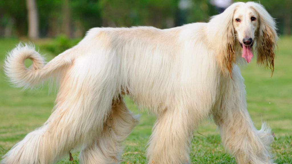 Afghan-hound-health