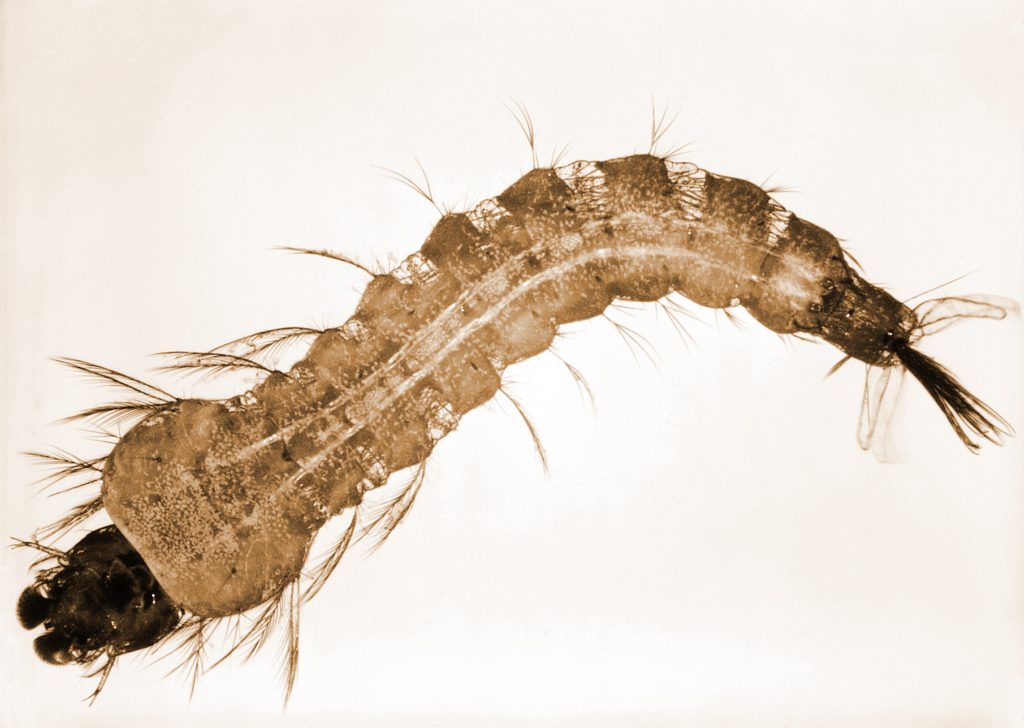 mosquito-larva