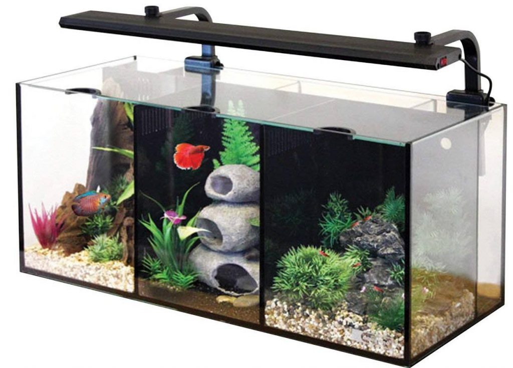 Information About Betta Fish Tank | Maintenance & Guide