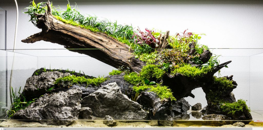 Rock in Aquascaping Best Aquarium Hardscape Rock and Wood
