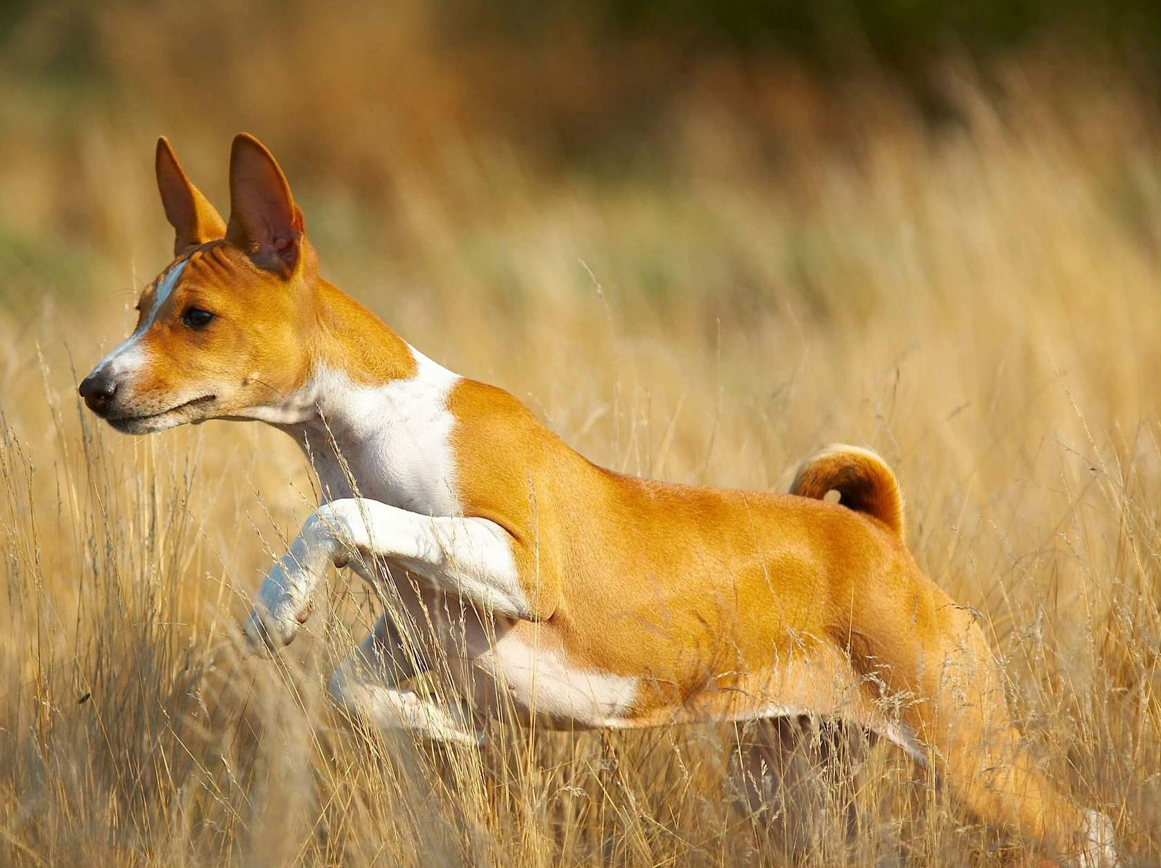 Basenji-Dog-history