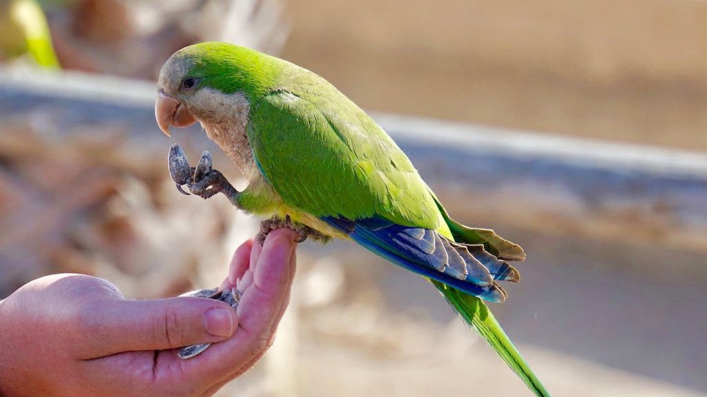 Bird Grooming