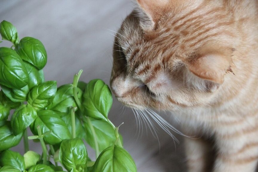 Cat Eating Plants Training