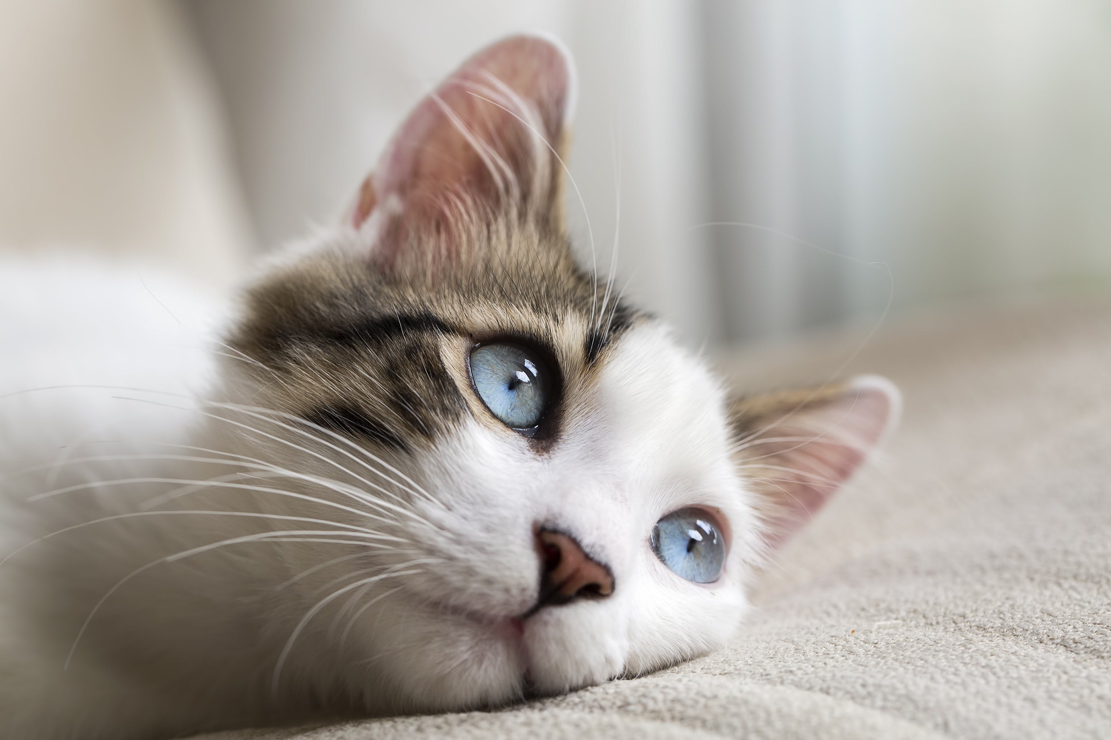 Cat Runny Nose Eyes & Sneezing Symptoms + Causes