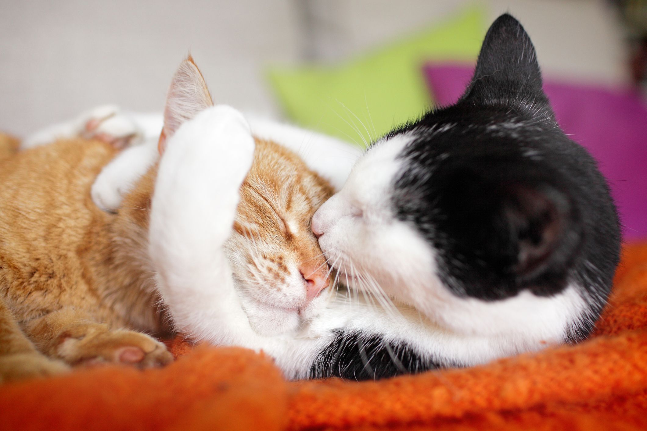 Cats-cuddling