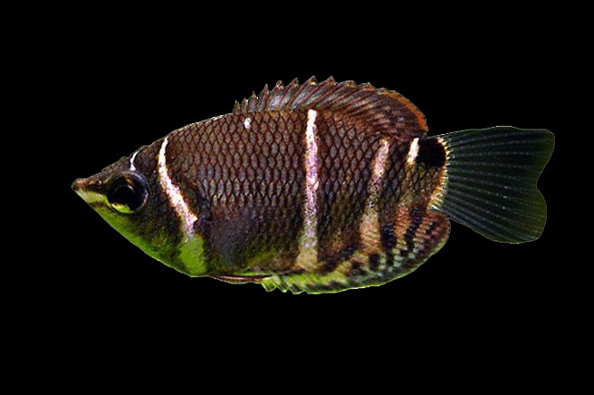 Chocolate-Gourami-fish