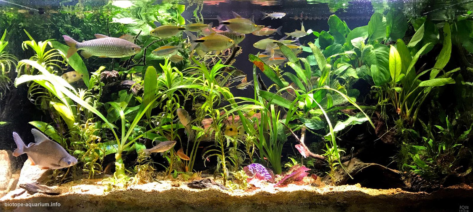 biotope-aquarium