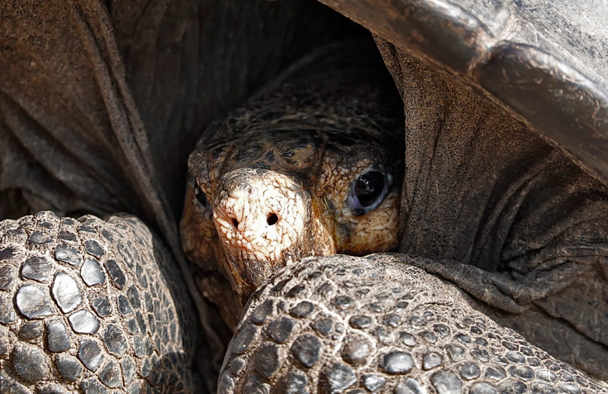 Conservation-Galapagos-tortoise