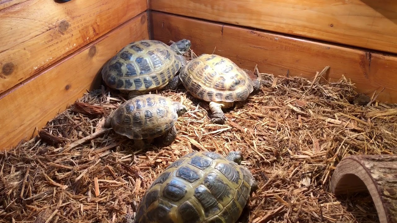 Pet-Tortoises