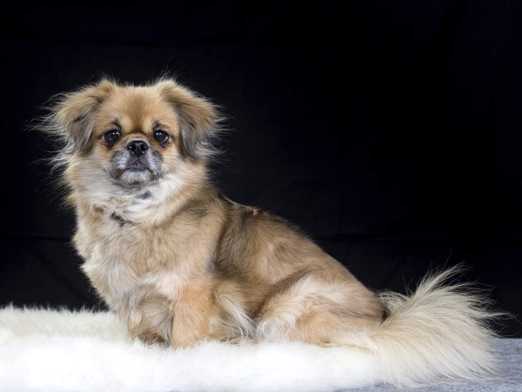 Dog_Tibetan_Spaniel_Health