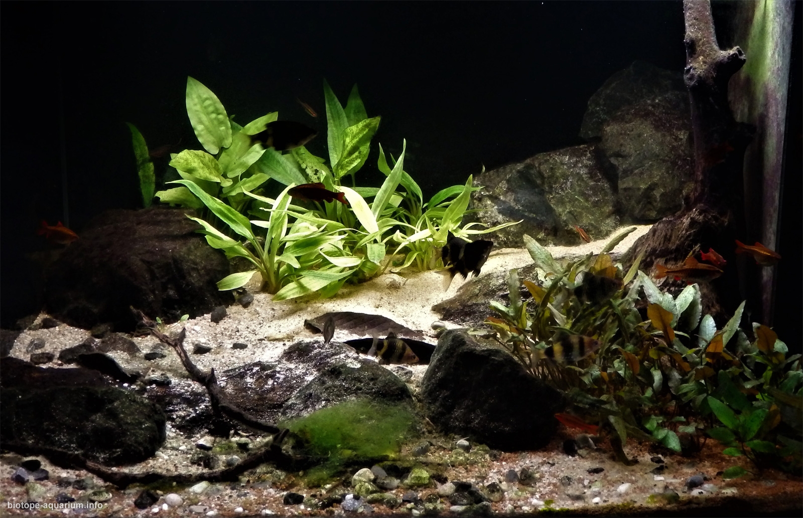 biotope-aquarium