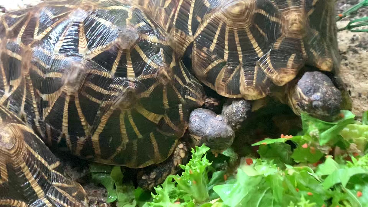 Egyptian-Tortoise