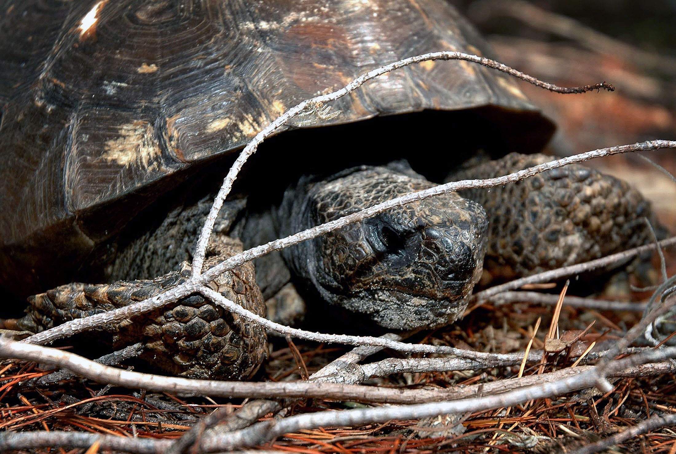 Florida-Gopher-Tortoise