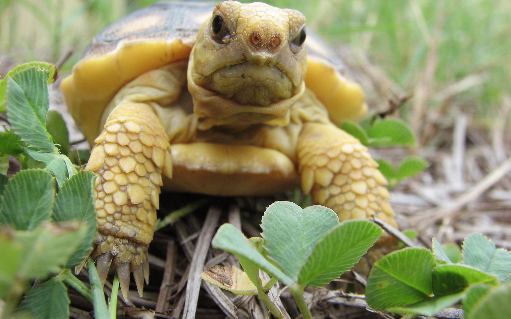 Florida-Gopher-Tortoise