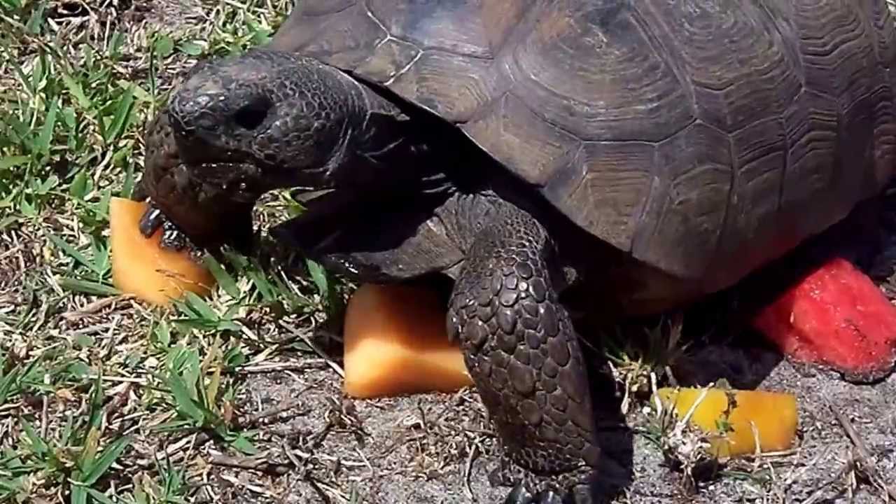 Florida-Gopher-Tortoise