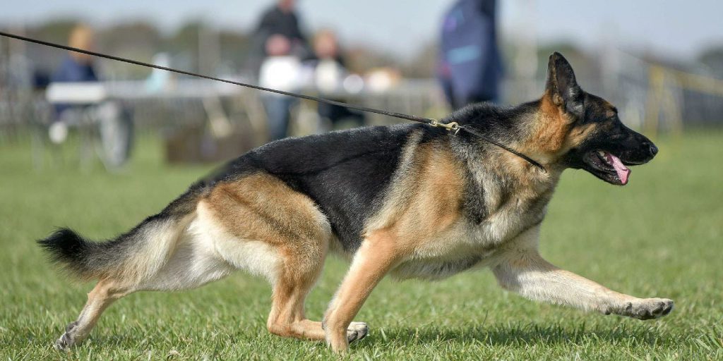 German-Shepherd-chacterstics