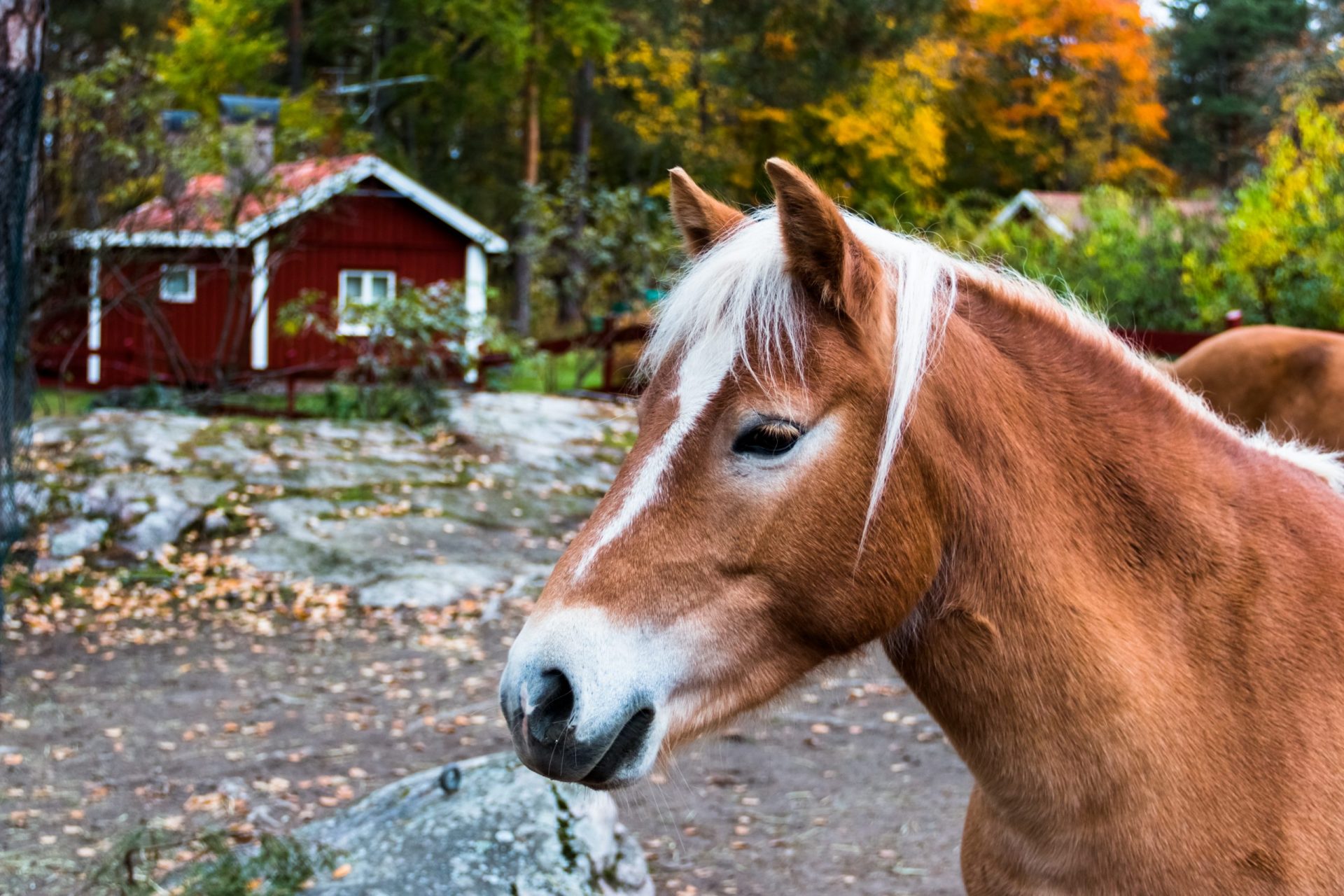 Gotland pony character