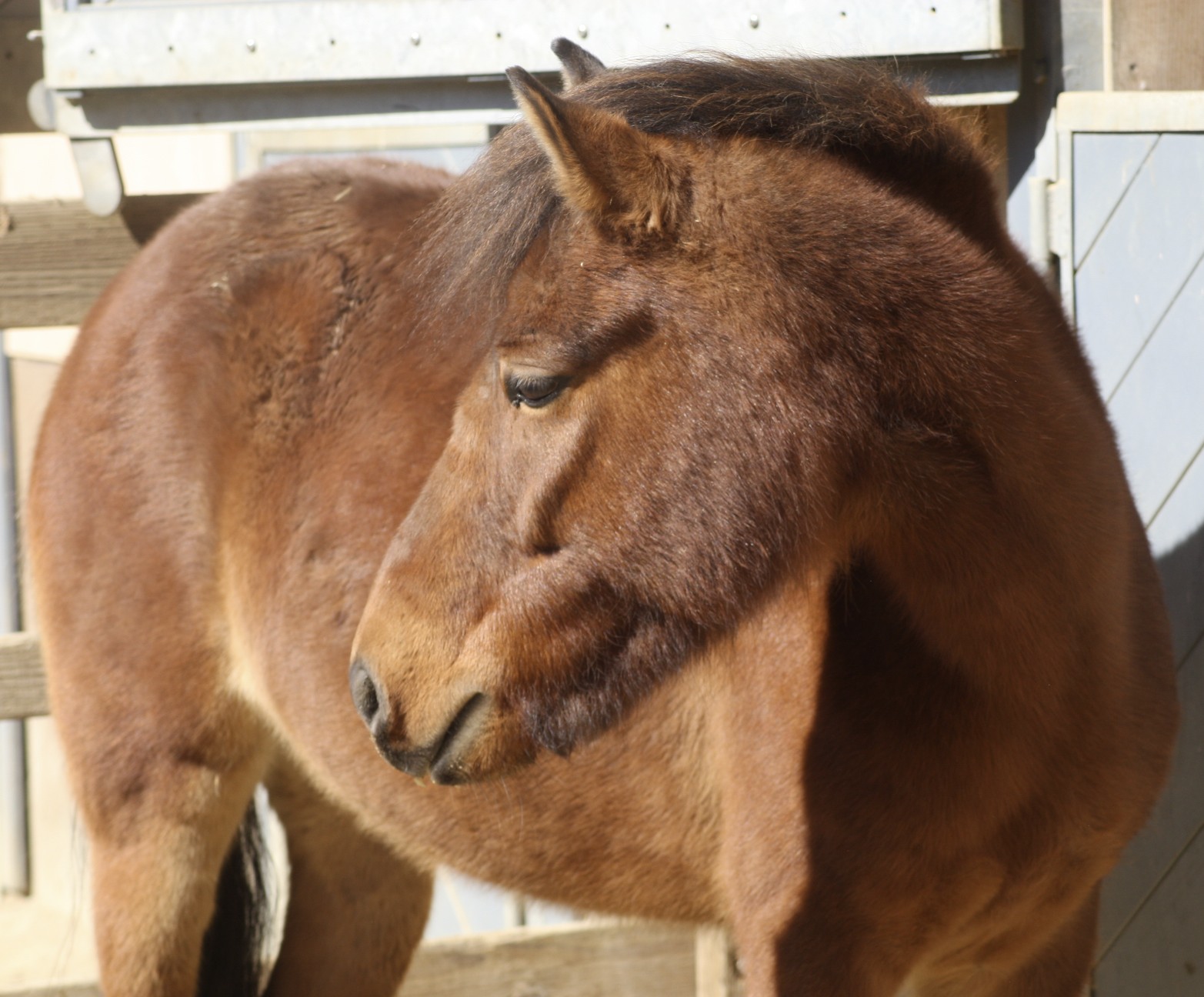 Gotland Pony origin