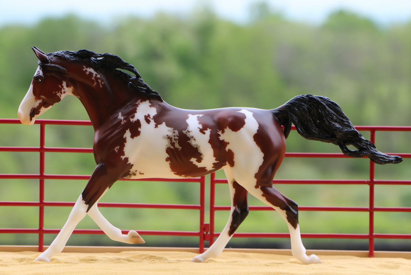 Information-about-Tiger-horse-breed
