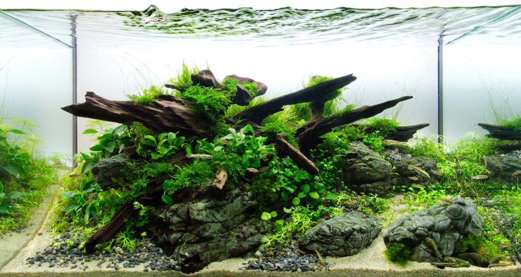 Rock in Aquascaping Best Aquarium Hardscape Rock and Wood