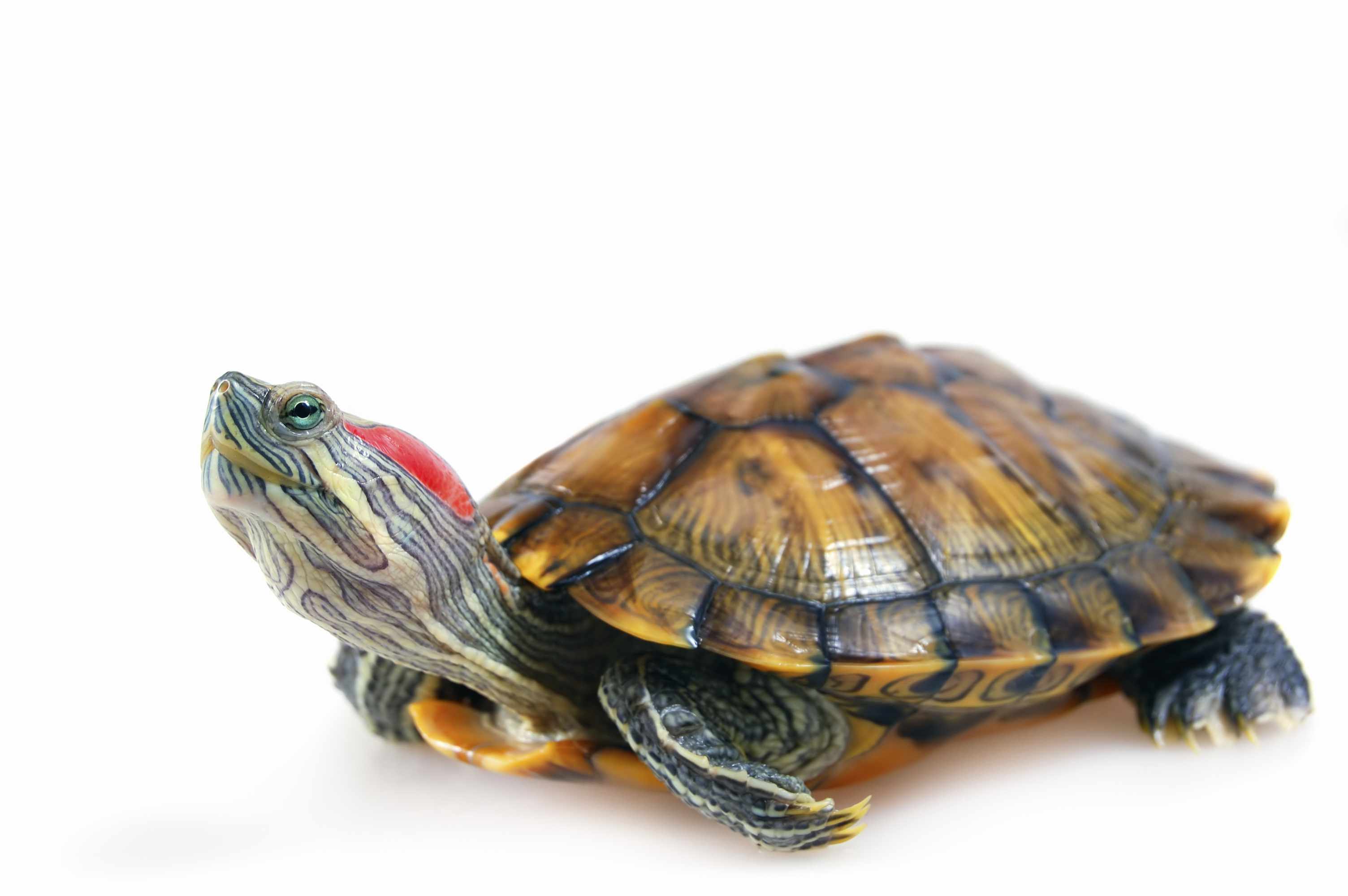Red-Eared-Turtle