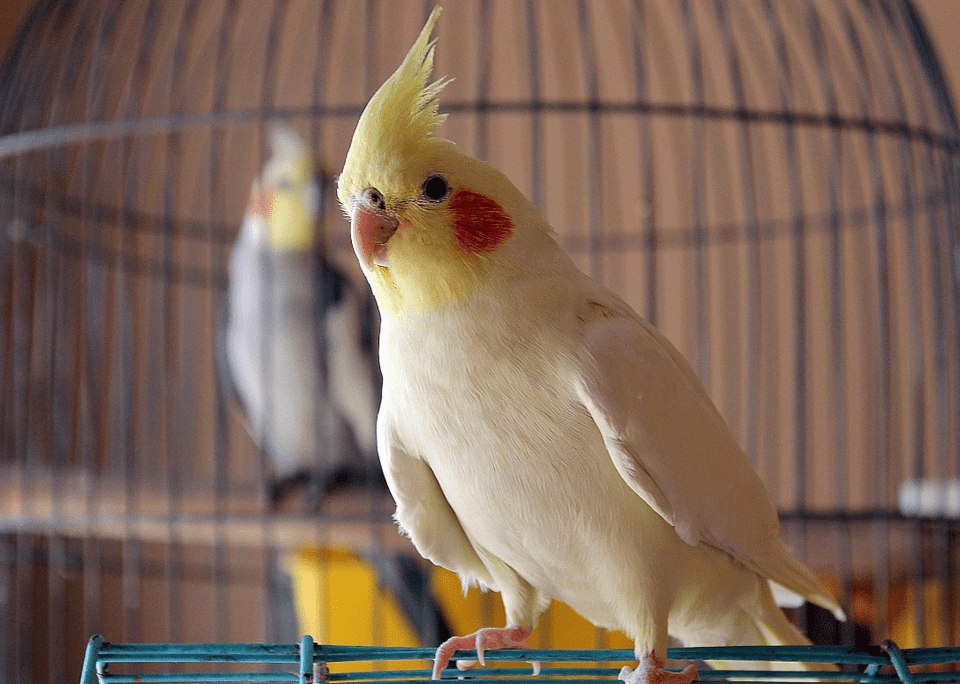 best pet birds