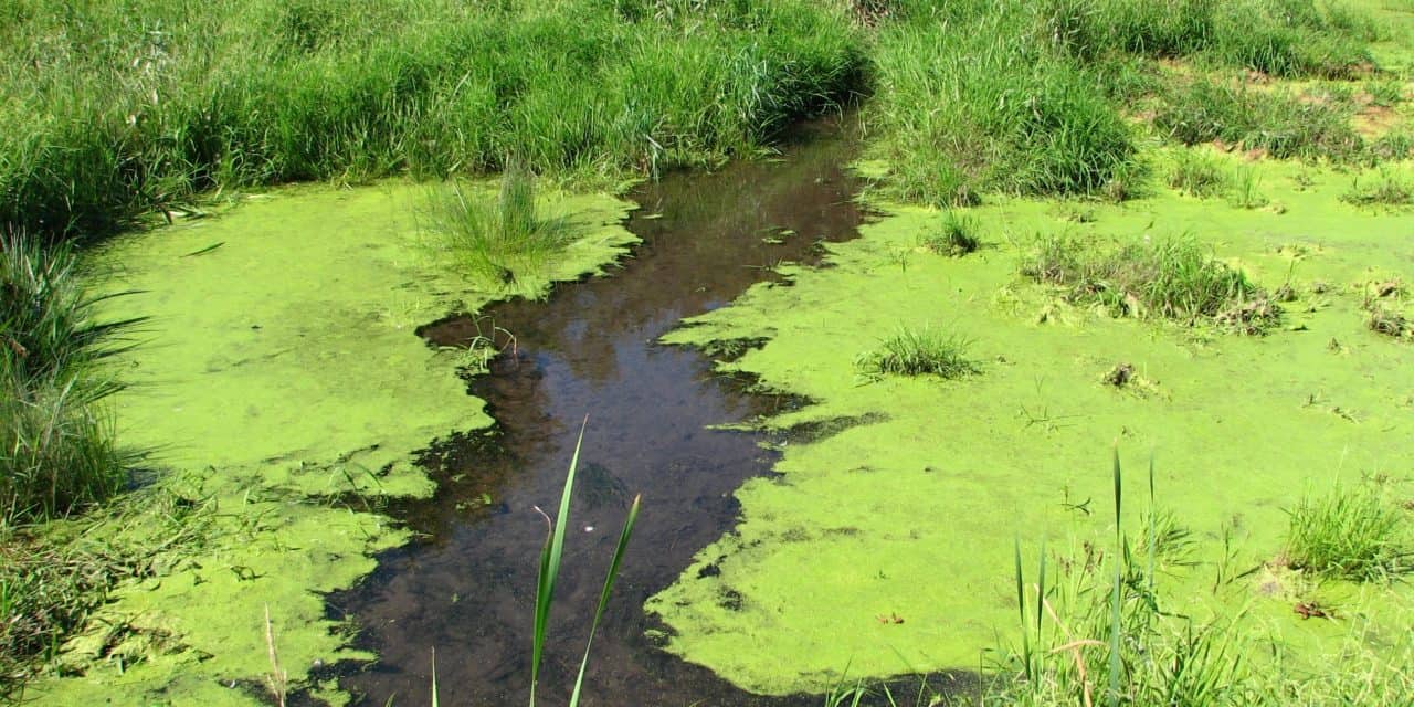 blue-green-algae