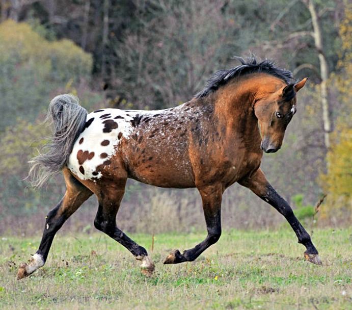 Tiger-horse-breed