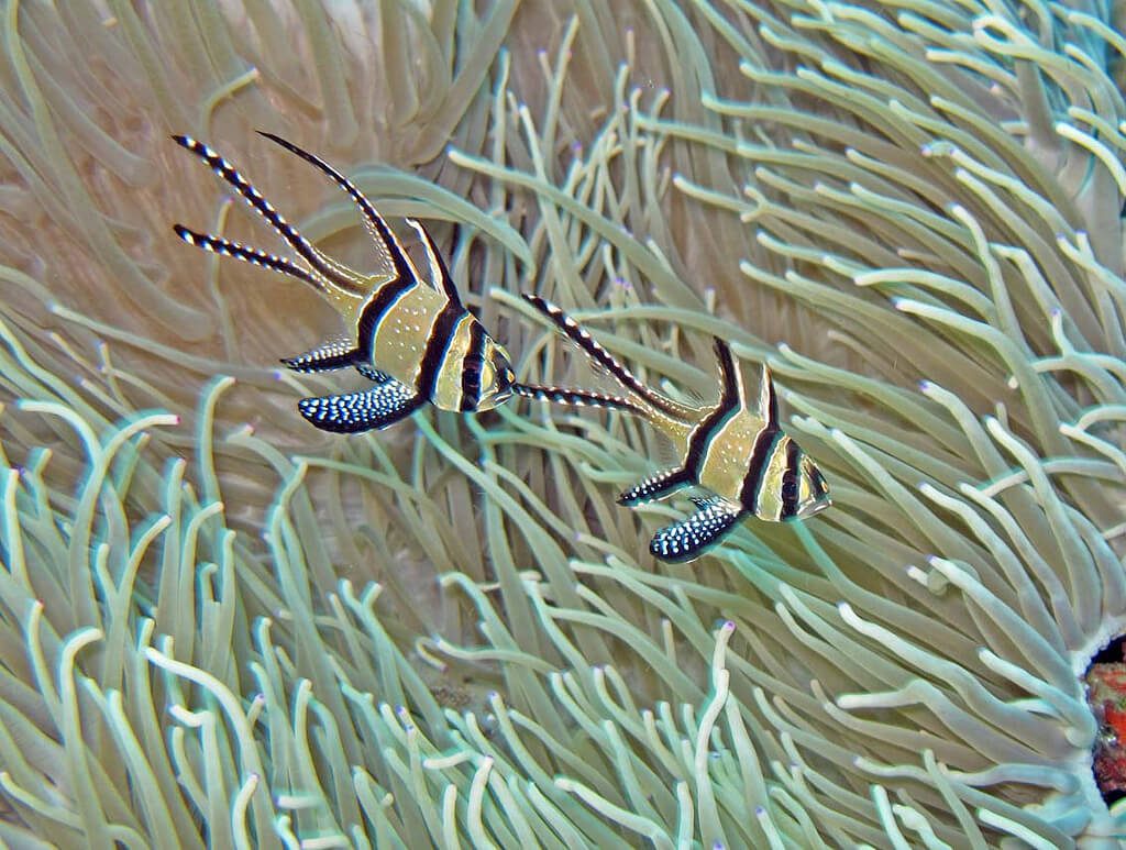 Tropical-Fish-in-Natural-Habitat