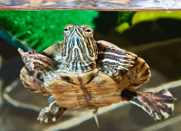 Water quality for slider turtle: