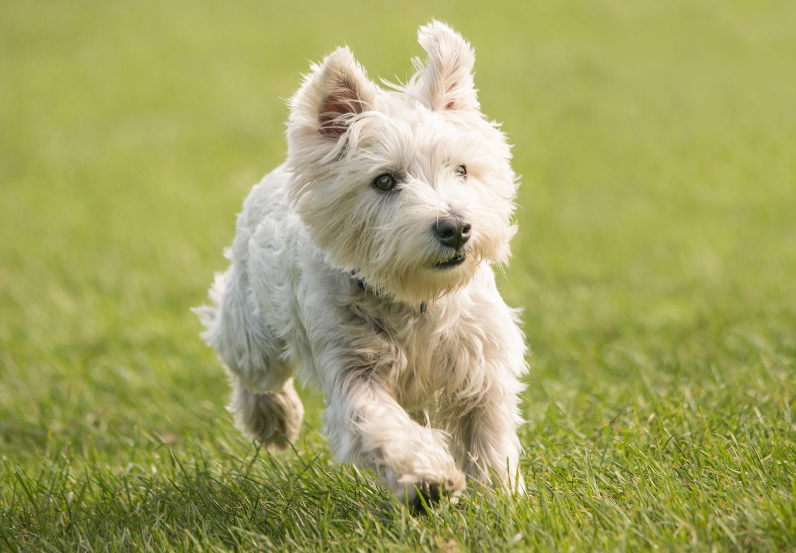 West-Highland-White-Terrier-health