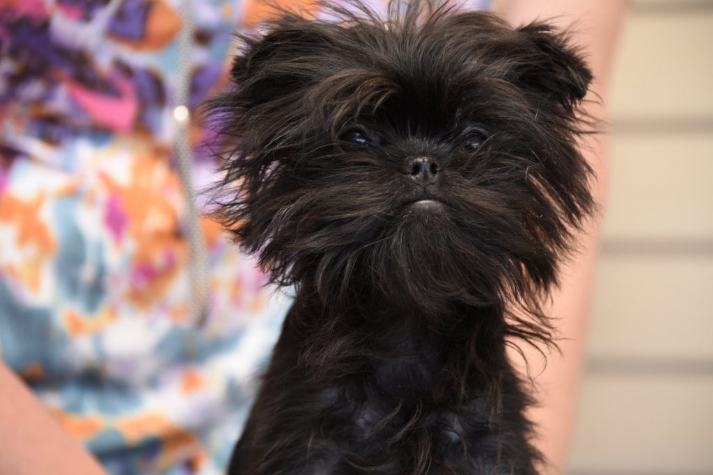 affenpinscher-puppies