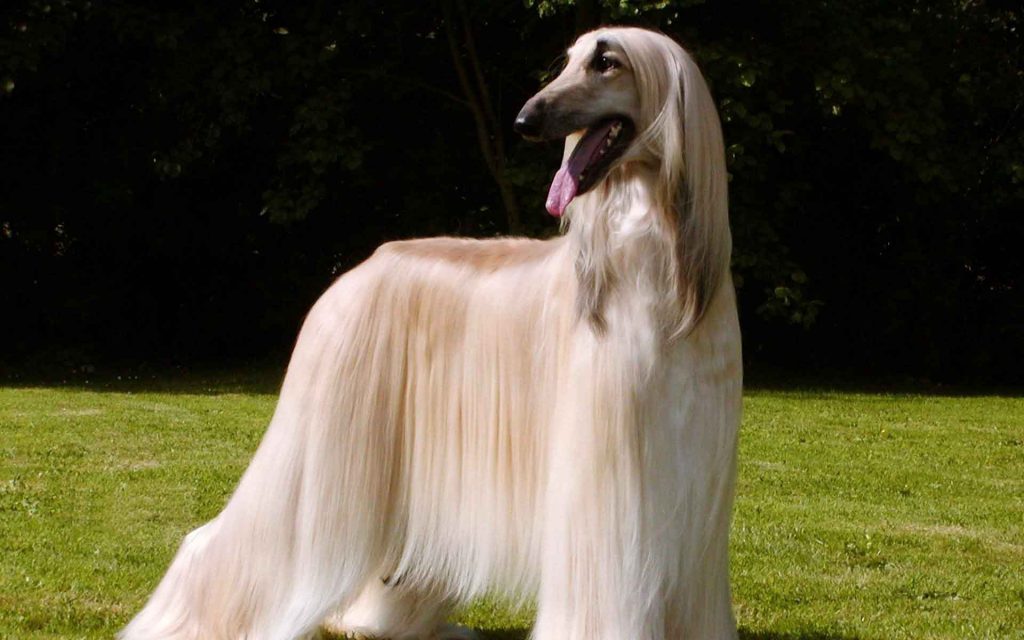 afghan-hound-charchterstics