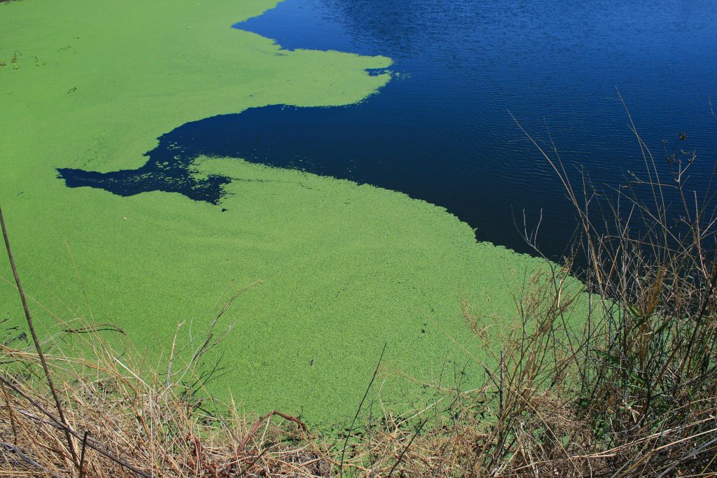 4 Best Type Of Algae (Green Spot, Hair, Brown & Blue Green )