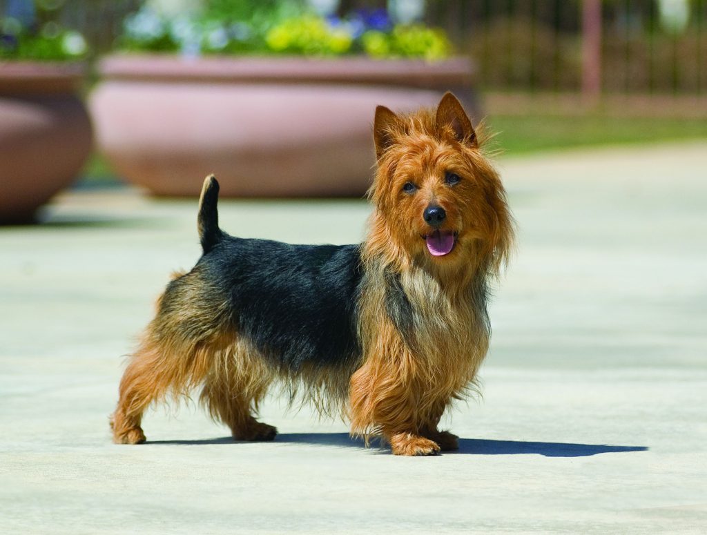 australian-terrier-tempraments