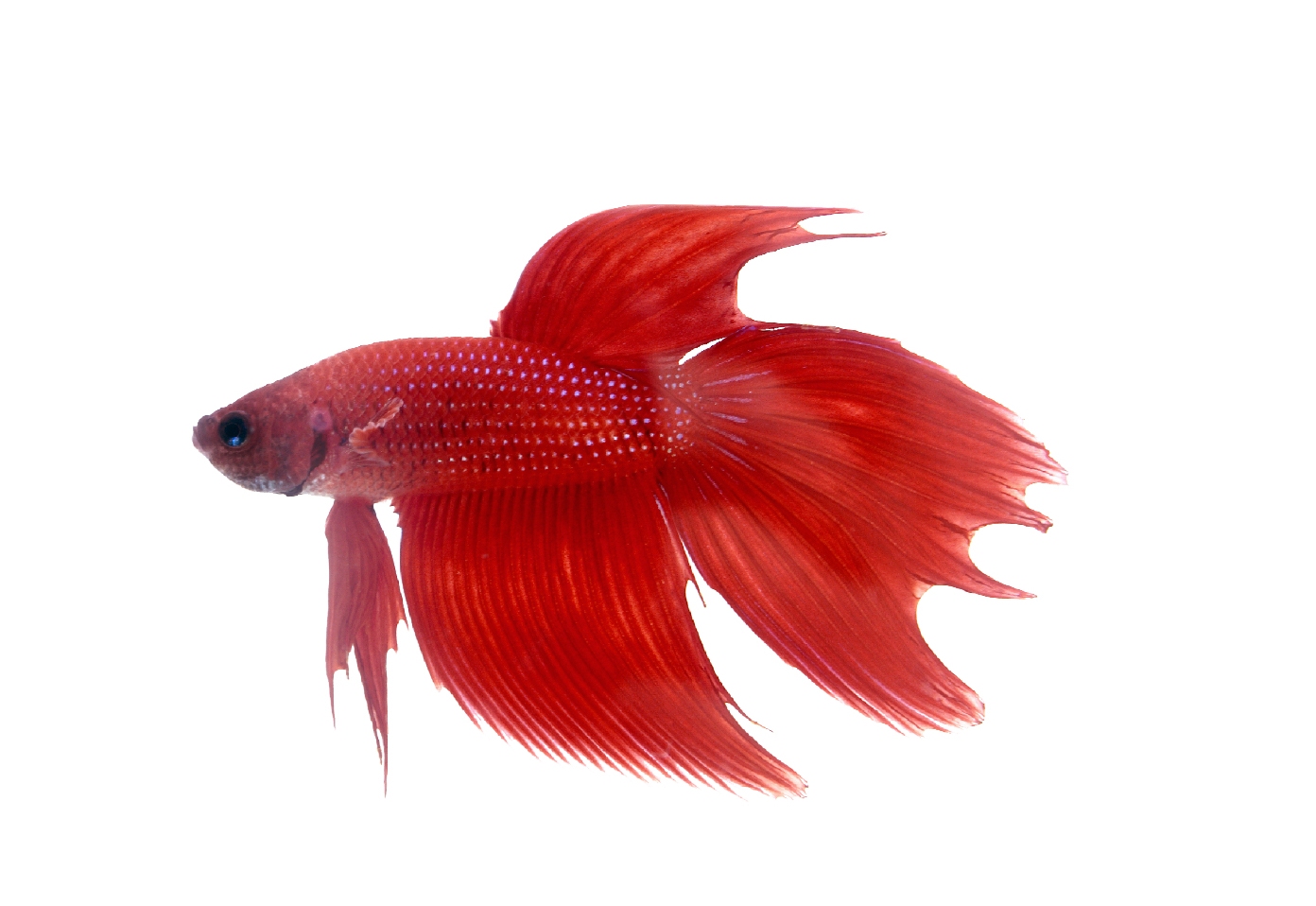 Breeding Betta Fish | Best Step By Step Guide